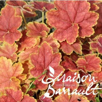 image HEUCHERA MICRANTHA TIRAMISU