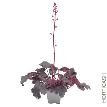 image HEUCHERA TIMELESS NIGHT