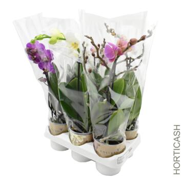 image PHALAENOPSIS 1BR