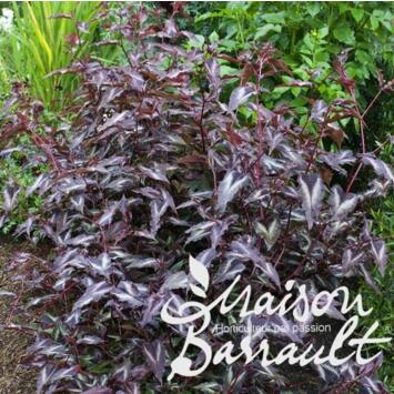 image POLYGONUM MICROCEPHALA RED DRAGON