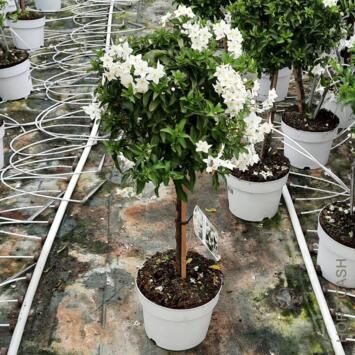 image SOLANUM JASMINOIDES TIGE HT70