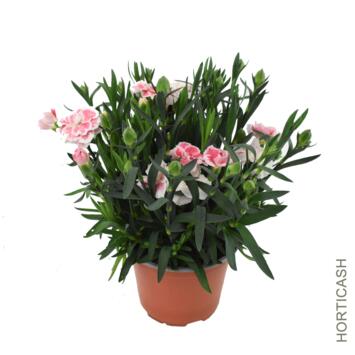 image OEILLET VARIES