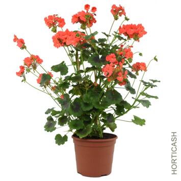 image GERANIUM ANTIK