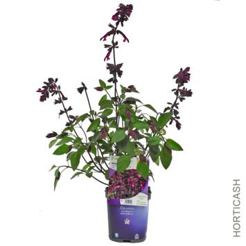 image SAUGE LOVE AND WISHES POURPRE