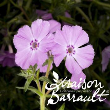 image PHLOX SUBULATA TROT PINK
