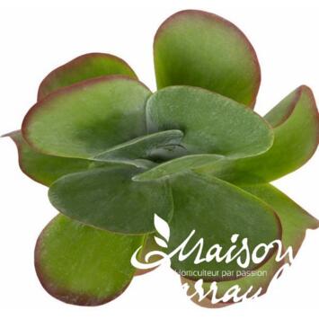 image KALANCHOE THYRSIFLORA