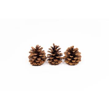 image POMME DE PIN 10KG