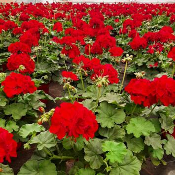 image GERANIUM ZONAL CALLIOPE