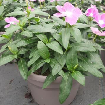 image CATHARANTHUS VINCA