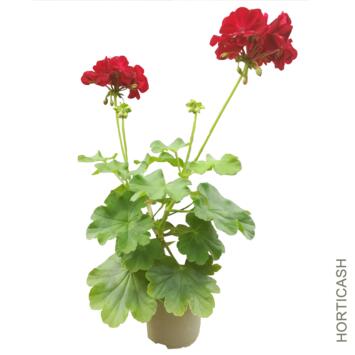 image GERANIUM ZONAL