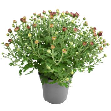 image CHRYSANTHEME MULTI 30/35