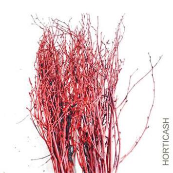 image BOULEAUX H80CM TEINTES ROUGE