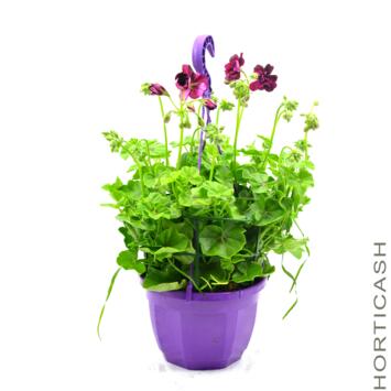 image GERANIUM LIERRE DBLE SUSP P COLORE
