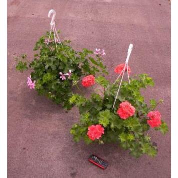 image GERANIUM LIERRE DBLE SUSP