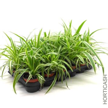image CHLOROPHYTUM