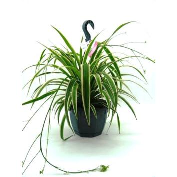 image CHLOROPHYTUM SUSP