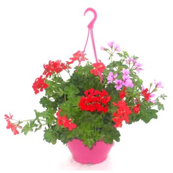 image GERANIUM LIERRE DBLE SUSP
