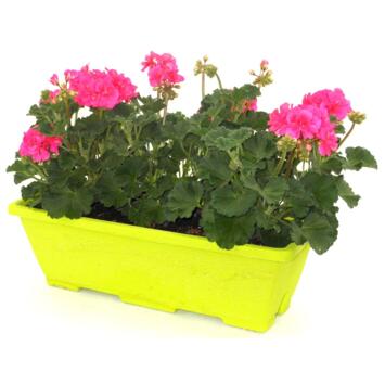 image GERANIUM ZONAL JARD