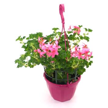 image GERANIUM LIERRE SIMPLE SUSP