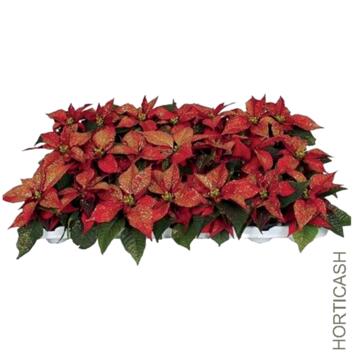 image POINSETTIA PAILLETTE