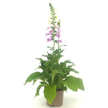 image DIGITALIS CARILLON JAUNE