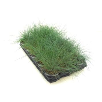 image FESTUCA