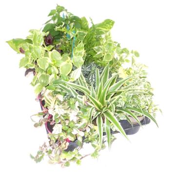 image PLANTES VERTES VARIEES P COLORE