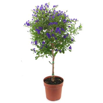 image SOLANUM RANTONNETII TIGE