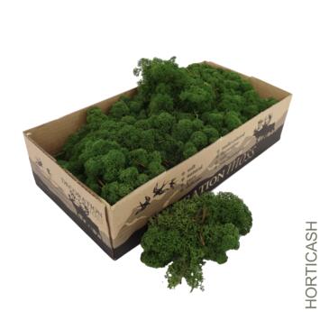 image MOUSSE LICHEN 500G VERT MOUSSE