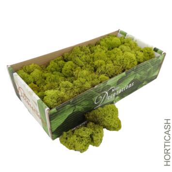 image MOUSSE LICHEN 500G VERT CLAIR