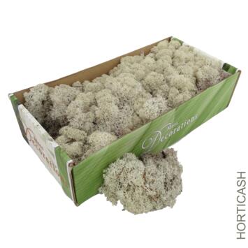 image MOUSSE LICHEN 500G NATUREL