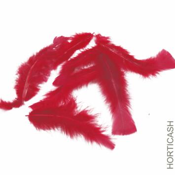 image PLUMES ROUGES