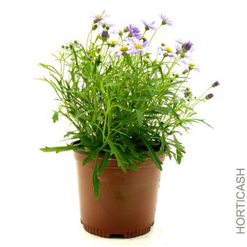 image BRACHYSCOME MAUVE