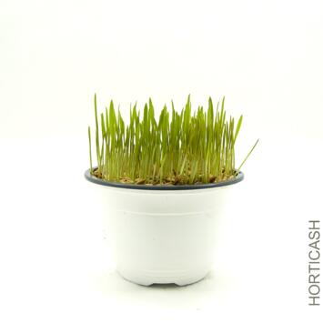 image HERBE A CHAT
