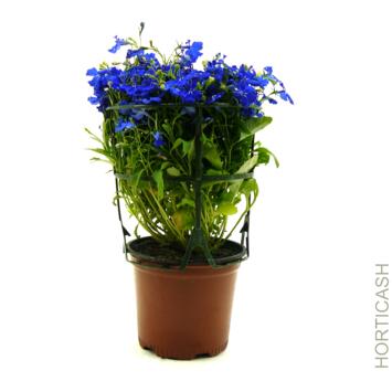 image LOBELIA