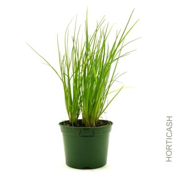 image CIBOULETTE