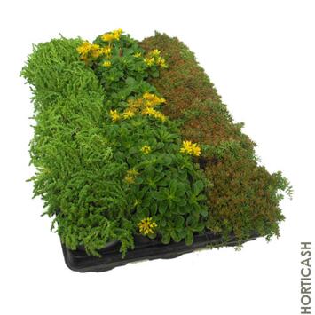 image SEDUM