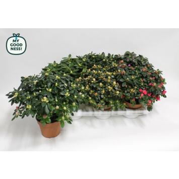 image AZALEE INDICA 25CM &