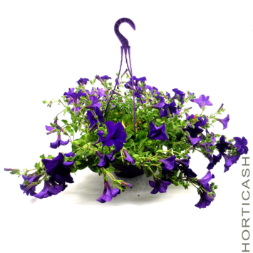 image PETUNIA RETOMBANT SUSP