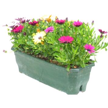 image OSTEOSPERMUM JARD