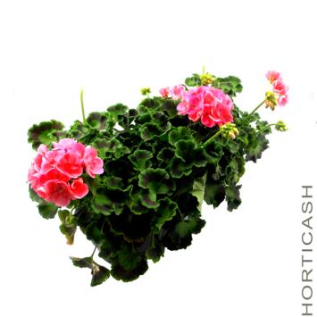 image GERANIUM ZONAL JARD