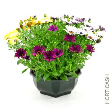 image OSTEOSPERMUM COUPE