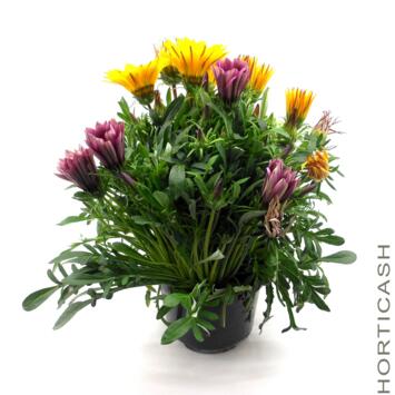 image GAZANIA
