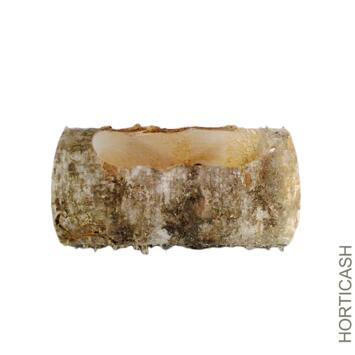 image BUCHE BOULEAU L-20CM