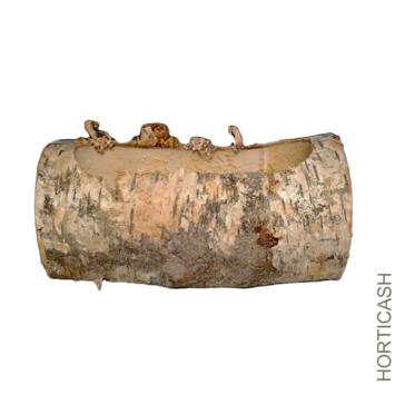 image BUCHE BOULEAU L-25CM