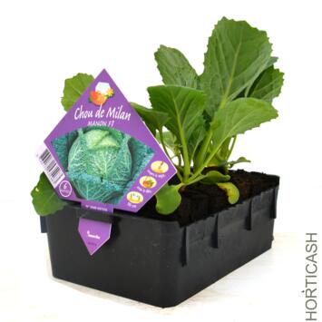 image CHOU DE MILAN MILANDINA BQ6