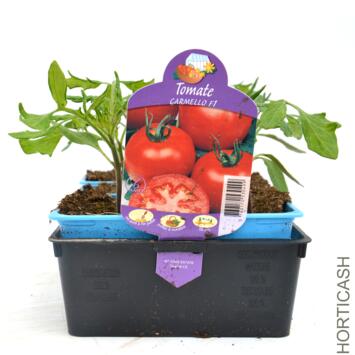 image TOMATE CARMELLO BQ10