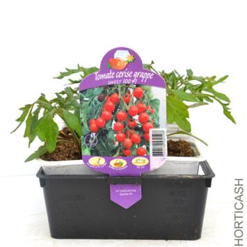 image TOMATE CERISE SWEET 100 BQ10