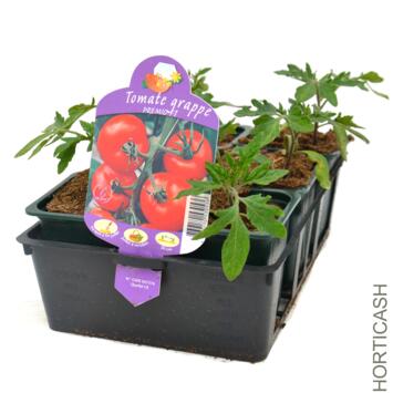 image TOMATE GRAPPE PREMIO BQ6
