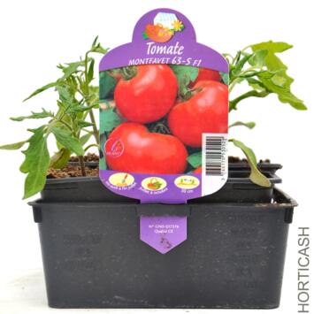 image TOMATE MONTFAVET BQ3